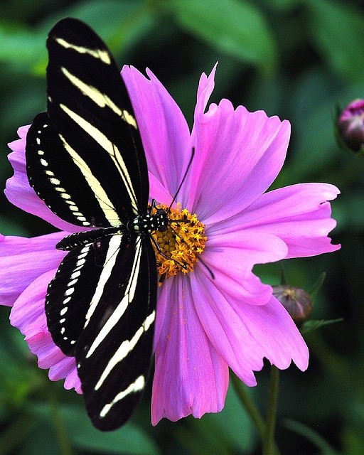 Photo:  Zebra Longwing Butterfly